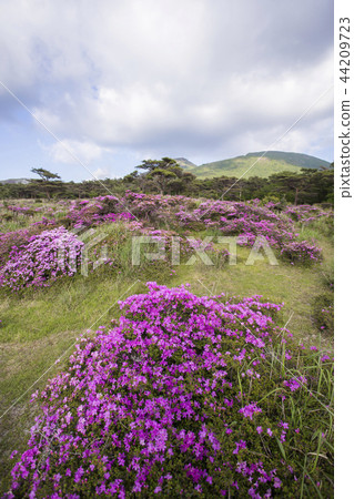 盛開在高原上的花（Miyama Kirishima） 44209723