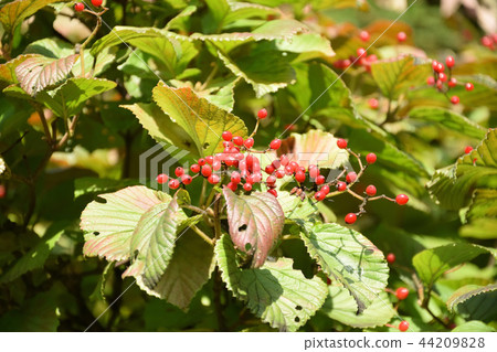 A red hazelnut fruit A red hazelnut fruit 44209828