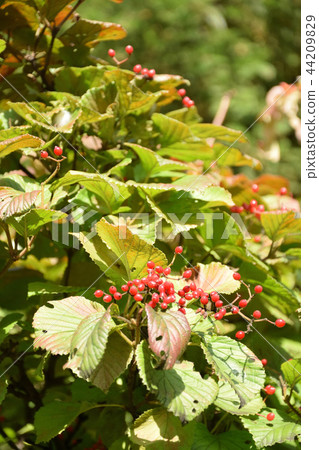 紅榛子果實 紅榛子果實 44209829