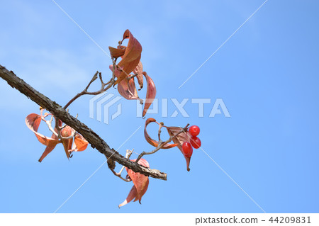 Sanshu果變紅了 Sanshu果變紅了 44209831