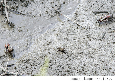 差距生態公園 差距生態公園 44210399