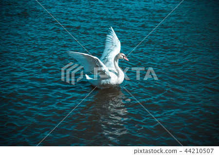 撲天鵝 撲天鵝 44210507