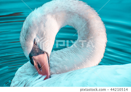 天鵝閉上眼睛 天鵝閉上眼睛 44210514
