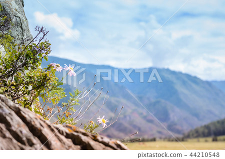 Pink flowers grow from the rock. Selective focus 44210548