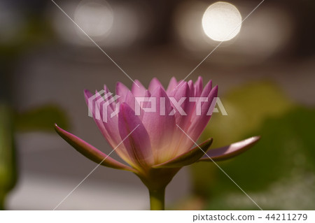Soft focus on Lotus flower blooming. Soft focus on Lotus flower blooming. 44211279