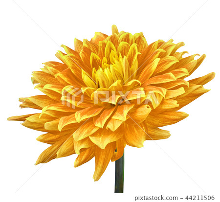 orange lemon (yellow) flower dahlia isolated orange lemon (yellow) flower dahlia isolated 44211506