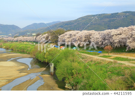 Cherry blossoms in Yodogawa River Back Split District 44211595