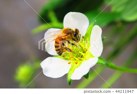 Strawberry flowers and bees Strawberry flowers and bees 44211947