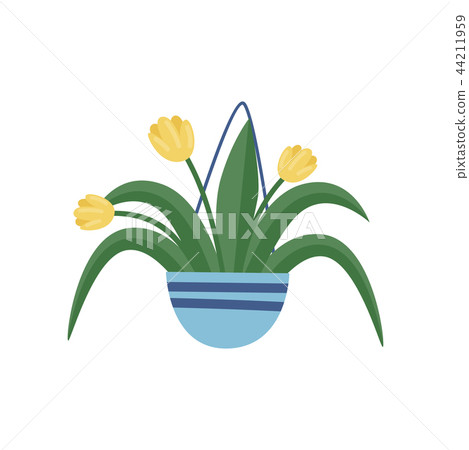 Hanging garden pot with yellow tulips. Beautiful spring flowers. Flat vector element for home decor 44211959
