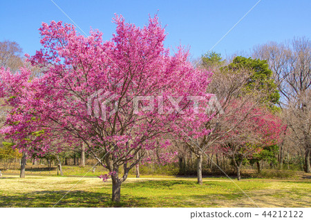 櫻花春天公園 櫻花春天公園 44212122