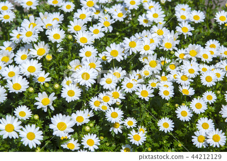 Flowerbed is full of flowers 44212129