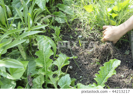 Close up of female hands pull out weeds Close up of female hands pull out weeds 44213217