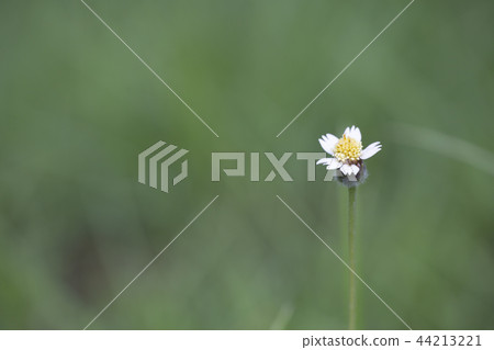 Flower grass in nature with blurred background. 44213221