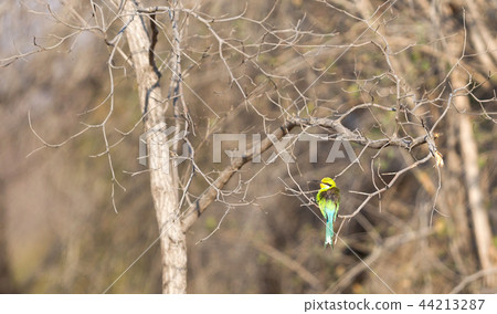 Blue-Tailed Bee Eater Blue-Tailed Bee Eater 44213287