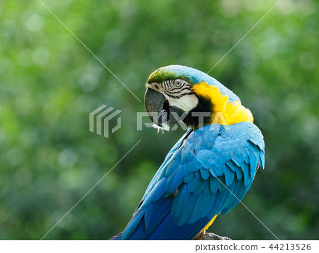 Brightly colored inco Brightly colored inco 44213526