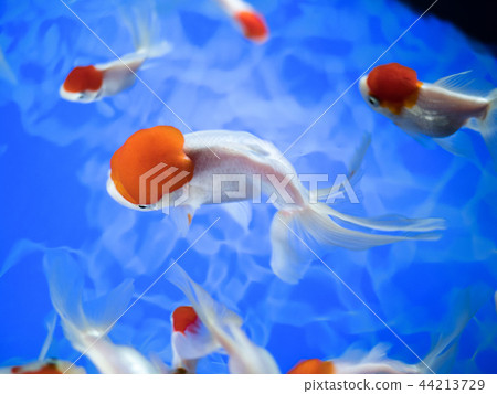 金魚丹頂鶴 金魚丹頂鶴 44213729