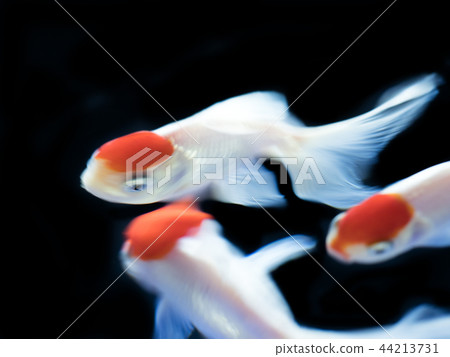 金魚丹頂鶴 金魚丹頂鶴 44213731