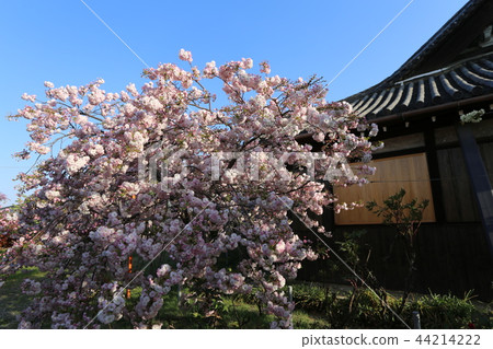 奈良Yae櫻花 奈良Yae櫻花 44214222
