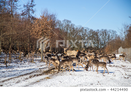 Dyrehave in Copenhagen, Denmark 44214490