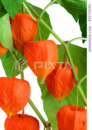 branch of physalis with leaves isolated on white background 44215040