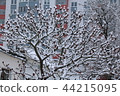 The snow on a branch of vinegar tree in the winter. 44215095
