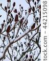 The snow on a branch of vinegar tree in the winter. 44215098