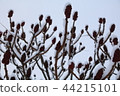 The snow on a branch of vinegar tree in the winter. 44215101