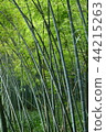 Bamboo grove 44215263