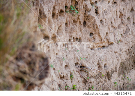 nests of swallows on the river bank nests of swallows on the river bank 44215471