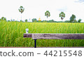 Cups placed on a wooden chair with blur rice field 44215548