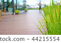 Jasmine rice tree with wood floor background 44215554