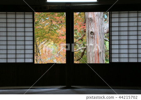 Yoshino's Autumn leaves and Daiki 44215702