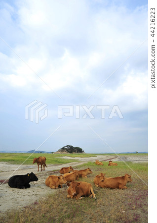 grazing grazing 44216223