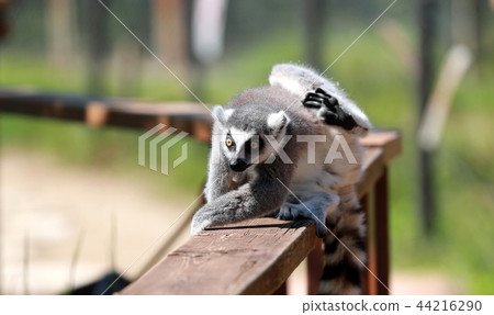 Ring-tailed lemur lemur monkey monkey monkey monkey 44216290