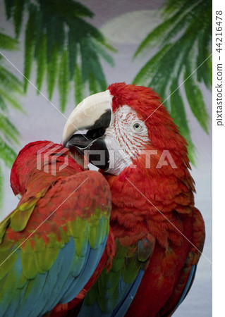 Red macaw Red macaw 44216478