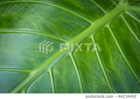 leaf closeup - elephant ear plant leaf macro, 44216492
