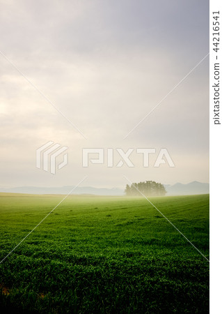 朝霞高原景觀 44216541