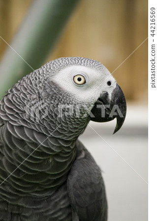 African grey parrot 44216569