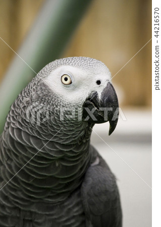 African grey parrot African grey parrot 44216570