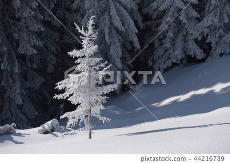 Spruce in snow Spruce in snow 44216789