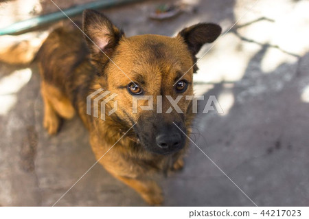 Red mongrel dog 44217023