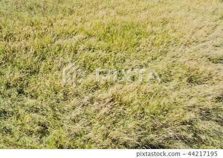 差距生態公園 44217195