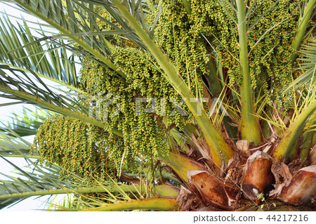 Palm tree with green fruits 44217216