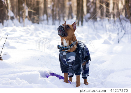 Adorable red dog walks in park at winter 44217270