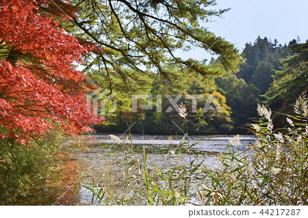 Lake of plateau and autumn leaves and Suki 44217287