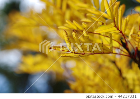 Yellow leaves Yellow leaves 44217331