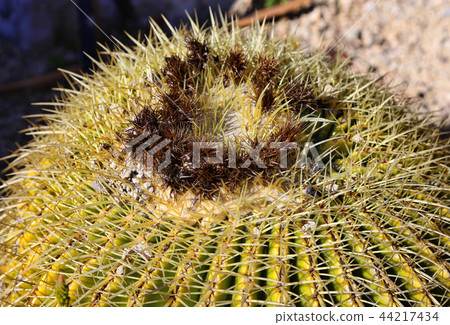 Close-up of large cactus Close-up of large cactus 44217434