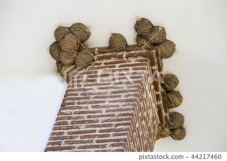 several swallow nests on a wall several swallow nests on a wall 44217460