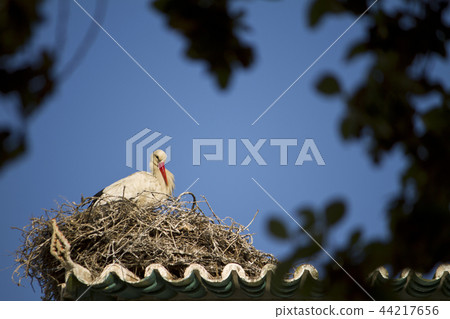 white stork on a nest 44217656