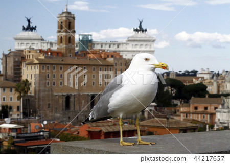 wide view of Rome city from Palatino 44217657